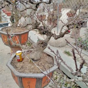 Đào Bonsai - Đào Tết DT3211