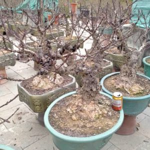 Đào Bonsai - Đào Tết DT3212