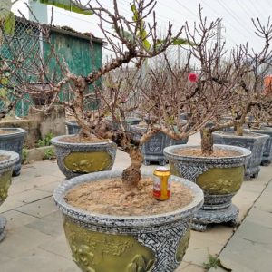 Đào Bonsai - Đào Tết DT3216