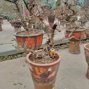Đào Bonsai - Đào Tết DT3219