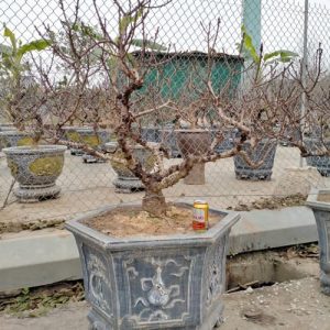 Đào Bonsai - Đào Tết DT3220