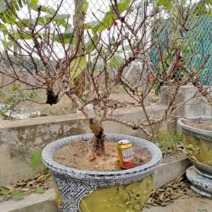 Đào Bonsai - Đào Tết DT3221