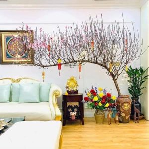 Đào Cành - Cành Đào Tết