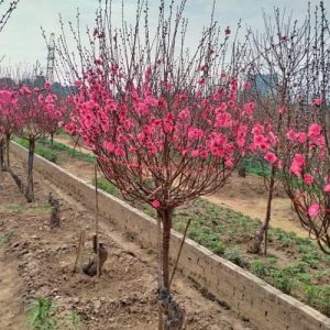 Đào Cành - Đào Tết DT4217