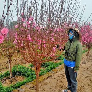 Đào Cành Đẹp - Đào Tết DT4220