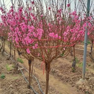 Đào Cành Đẹp - Đào Tết DT4222