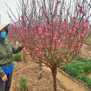 Đào Cành Đẹp - Đào Tết DT4225