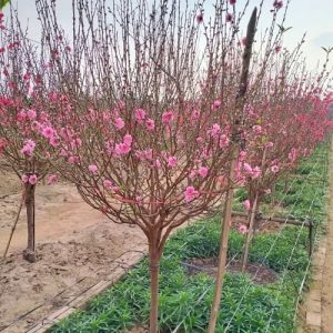 Đào Cành Đẹp - Đào Tết DT4226