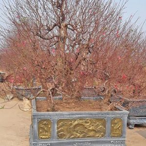 Đào Cổ Thụ - Đào Tết DT6114