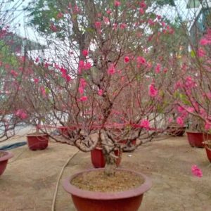 Đào Dáng Thông - Đào Tết DT5220
