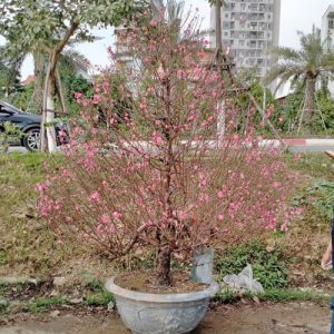 Đào Dáng Thông - Đào Tết DT5221