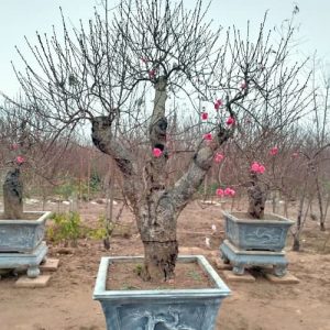 Đào Nhật Tân - Đào Tết DNT1111