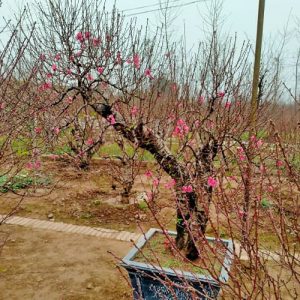 Đào Nhật Tân - Đào Tết DNT1113