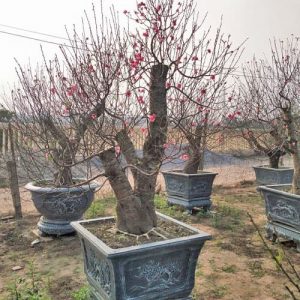 Đào Nhật Tân - Đào Tết DNT1115