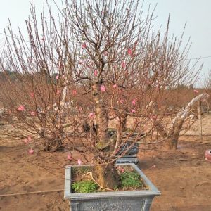 Đào Nhật Tân - Đào Tết DNT1117