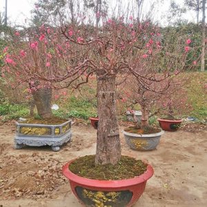 Đào Nhật Tân - Đào Tết DNT1118
