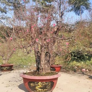 Đào Tết Nhiều Hoa DT7122