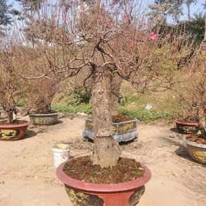 Đào Tết Nhiều Hoa DT7123