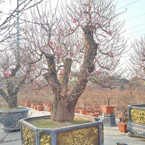 Đào Tết Nhiều Hoa DT7124