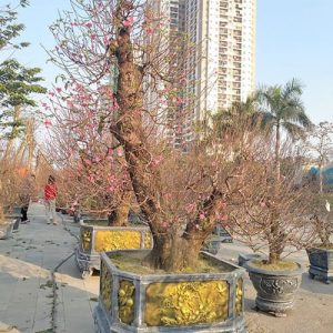Đào Tết Nhiều Hoa DT7125