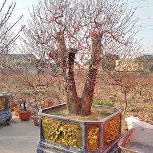 Đào Tết Nhiều Hoa DT7126