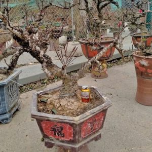 Đào Thất Thốn Chuẩn - Đào Tết DT9129