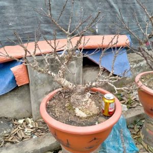 Đào Thất Thốn Chuẩn - Đào Tết DT9131