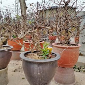 Đào Thất Thốn - Đào Tết DT9133