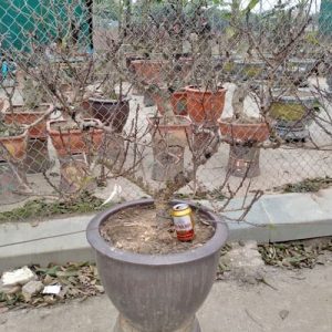 Đào Thất Thốn Nhật Tân - Đào Tết DT9118