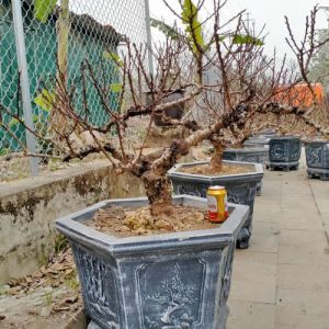 Đào Thất Thốn Nhật Tân - Đào Tết DT9119