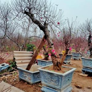 Đào Thế - Đào Tết DT7112