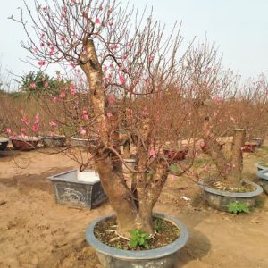 Đào Thế - Đào Tết DT7113