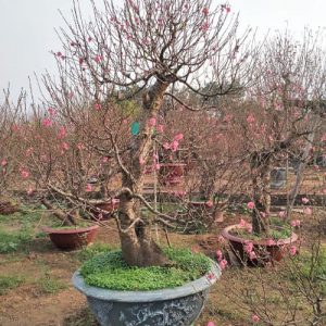 Đào Thế - Đào Tết DT7114