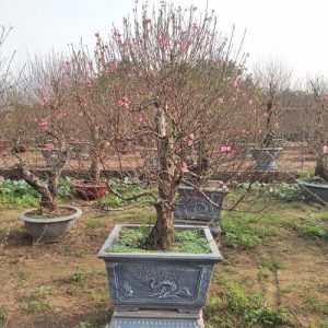 Đào Thế - Đào Tết DT7115