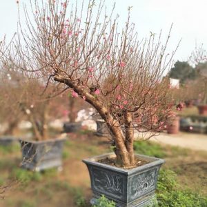 Đào Thế - Đào Tết DT7116
