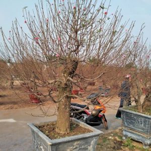 Đào Thế - Đào Tết DT7118