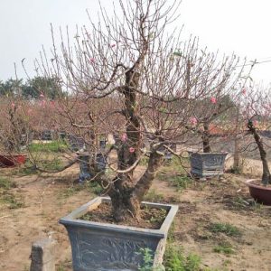 Đào Thế - Đào Tết DT7120