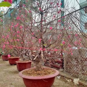 Đào Thông - Đào Tết DT5211