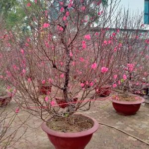 Đào Thông - Đào Tết DT5213