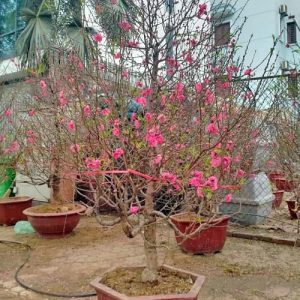 Đào Thông - Đào Tết DT5214