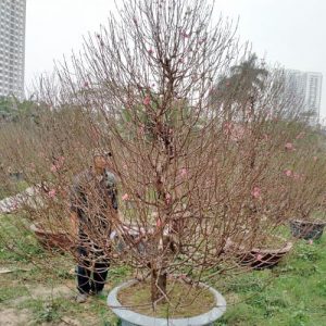 Đào Thông - Đào Tết DT5216