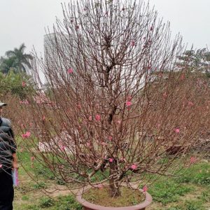 Đào Thông - Đào Tết DT5217