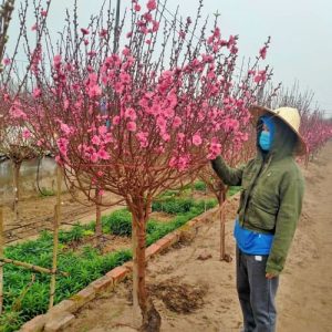 Đào Tròn - Đào Tết DT8111