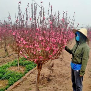 Đào Tròn - Đào Tết DT8113