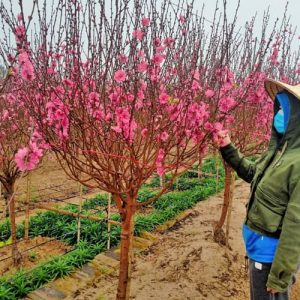 Đào Tròn - Đào Tết DT8114