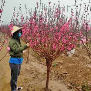 Đào Tròn - Đào Tết DT8116