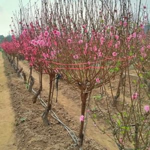 Đào Tròn - Đào Tết DT8118