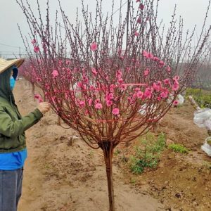 Đào Tròn - Đào Tết DT8119