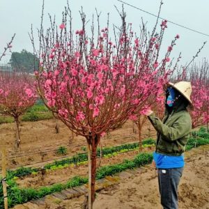 Đào Tròn - Đào Tết Nhiều Hoa DT8121