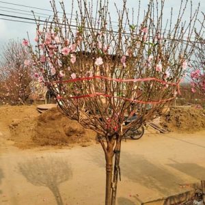 Đào Tròn - Đào Tết Nhiều Hoa DT8125